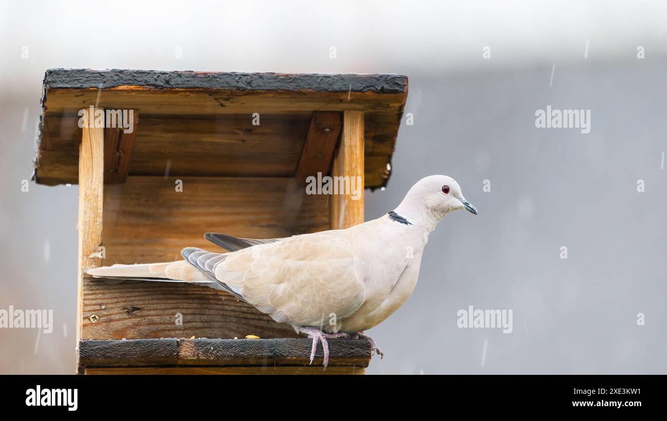 Un pigeon noir et blanc est assis sur une mangeoire sale Banque D'Images