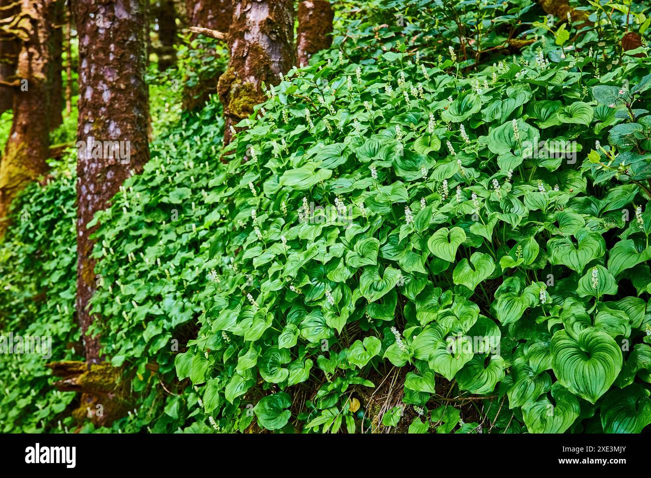 Sous-bois de la forêt luxuriante avec perspective au niveau des yeux du lis sauvage de la vallée Banque D'Images