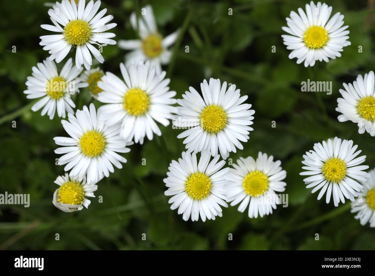 Pâquerette, Bellis perennis Banque D'Images