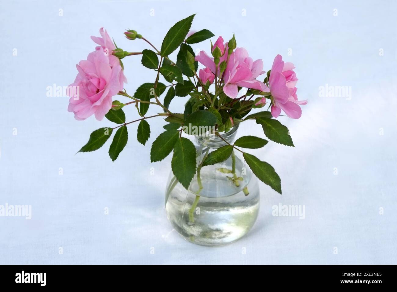 Bouquet de roses Banque D'Images