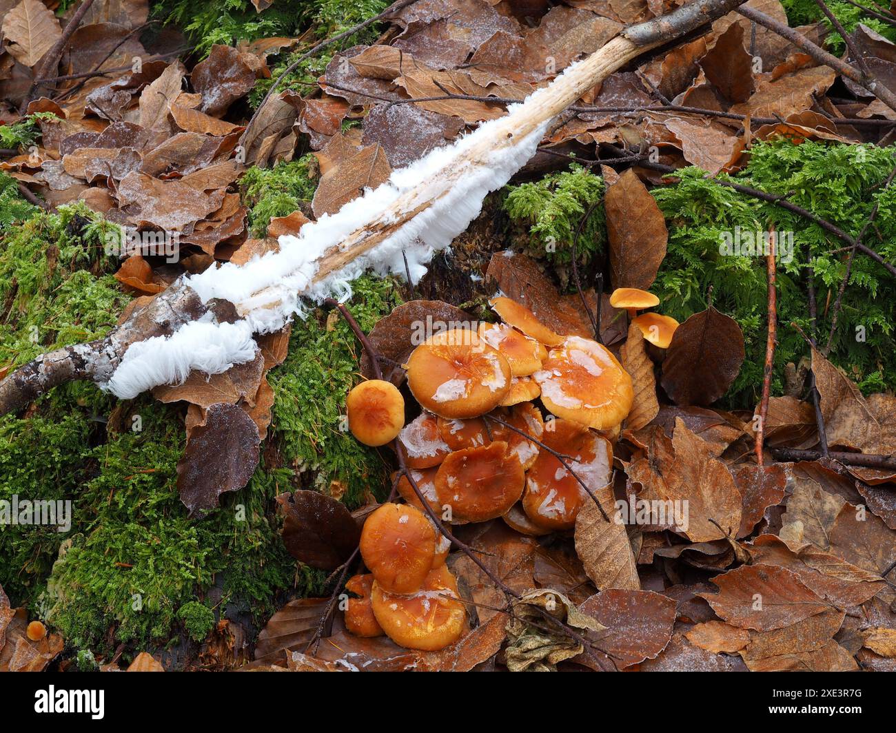 Glace de cheveux, laine de glace et champignon gymnopilus Banque D'Images