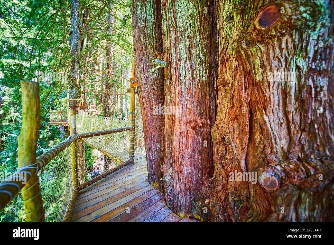 Tree-Top Walkway dans l'ancienne forêt de séquoias perspective au niveau des yeux Banque D'Images