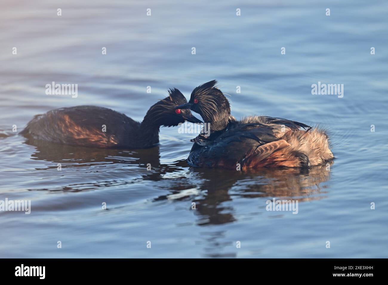 Ecouté Grebe aka Podiceps nigricollis parents avec leurs poussins Banque D'Images