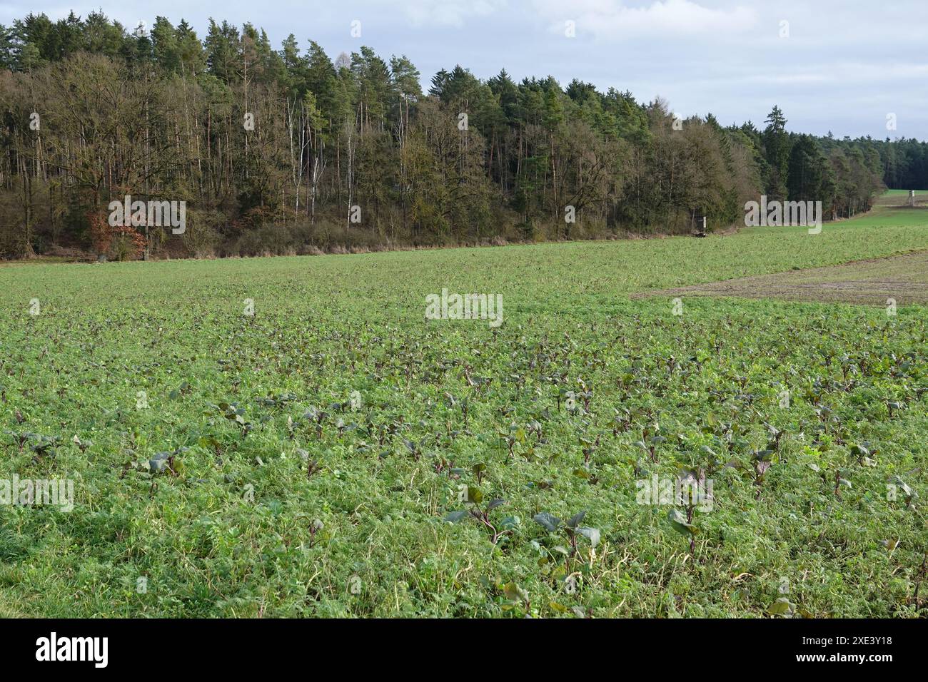 Engrais vert Banque D'Images