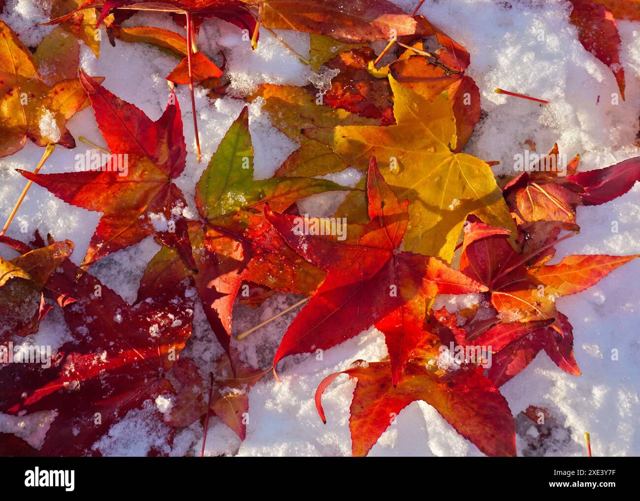 Feuilles d'érable dans la neige Banque D'Images