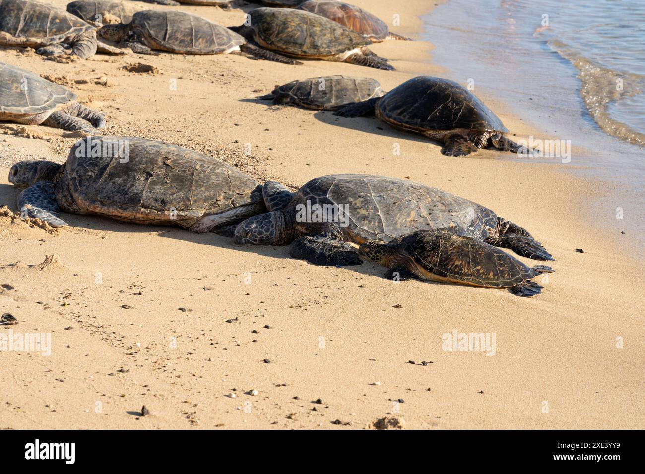 Tortues vertes hawaïennes (nom hawaïen : Honu) se prélassant sur la plage de Kauai, Hawaï, États-Unis. Banque D'Images