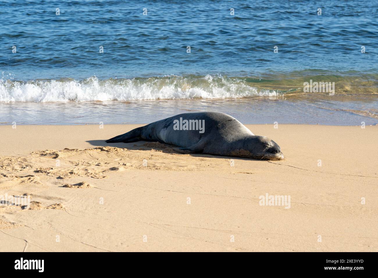 Un phoque moine hawaïen (nom scientifique : Monachus schauinslandi) dormant sur la plage de Poipu à Kauai, Hawaï, États-Unis. Banque D'Images