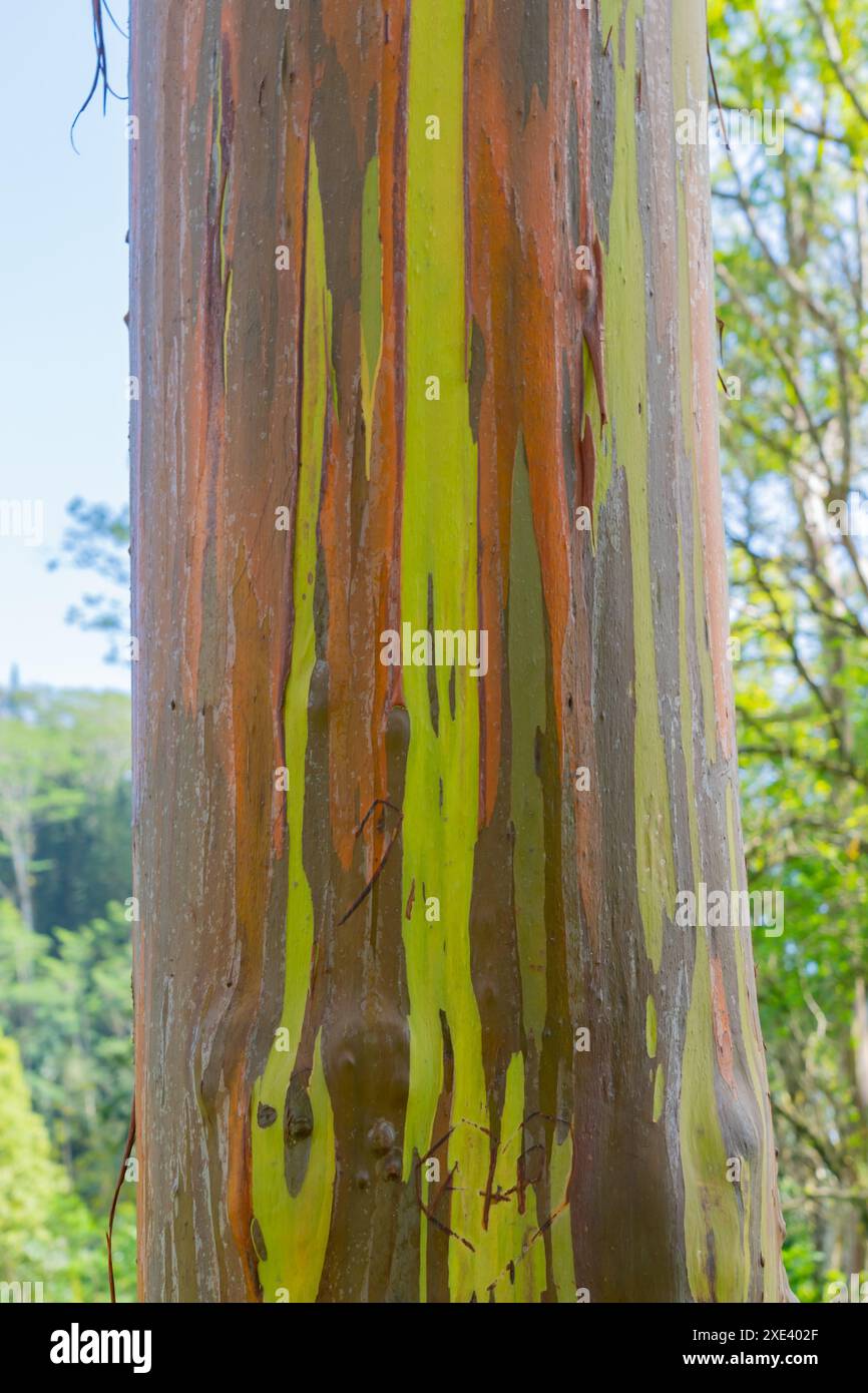 Arbre d'eucalyptus arc-en-ciel à Keahua Arboretum près de Kapa'a, Kauai, Hawaii. Banque D'Images