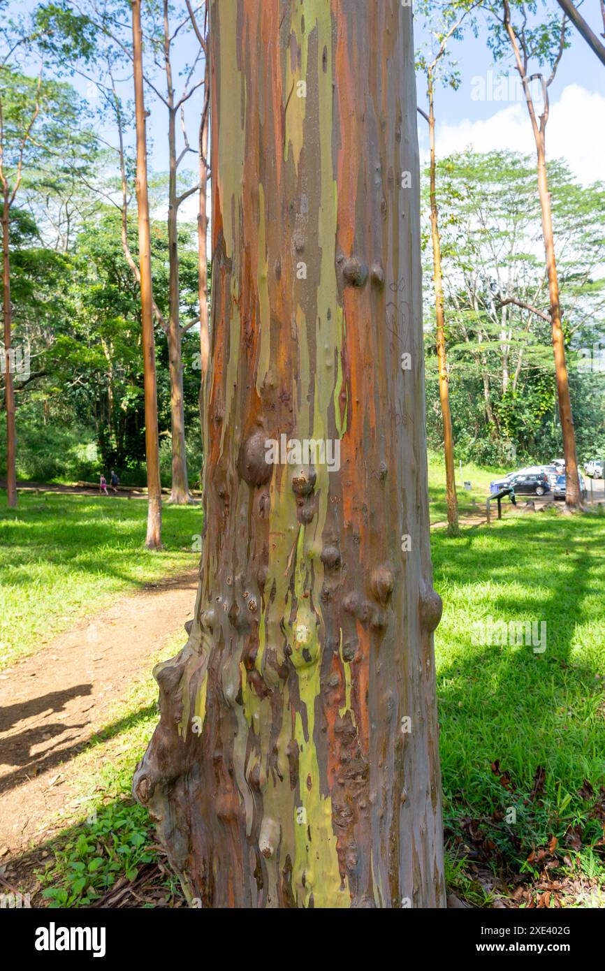 Arbre d'eucalyptus arc-en-ciel à Keahua Arboretum près de Kapa'a, Kauai, Hawaii. Banque D'Images