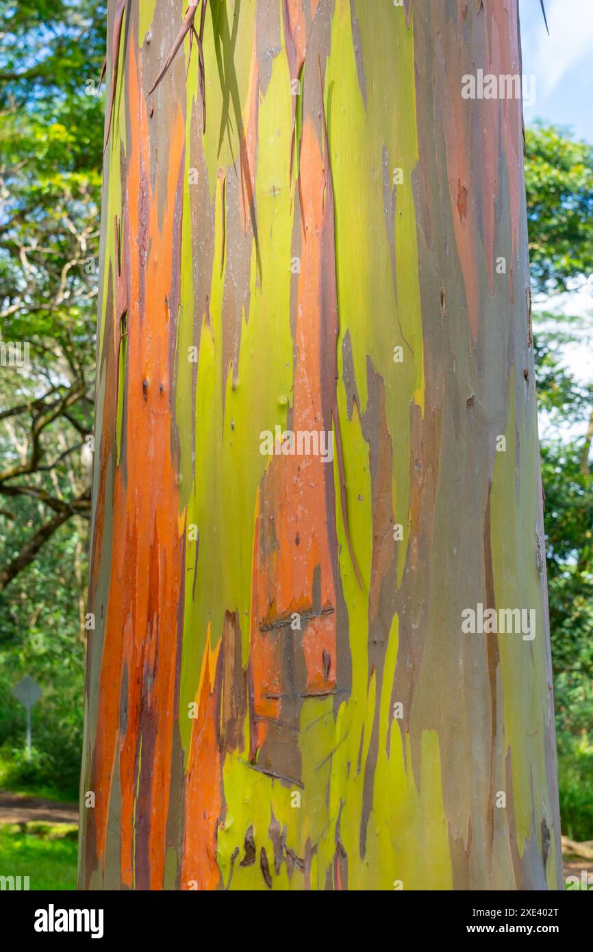 Arbre d'eucalyptus arc-en-ciel à Keahua Arboretum près de Kapa'a, Kauai, Hawaii. Banque D'Images