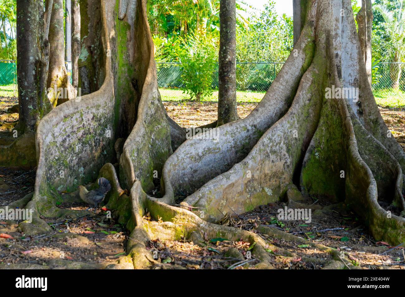 Les racines du contrefort et le fond du tronc de l'arbre de Moreton Bay Fig Tree. Kauai, Hawaï, États-Unis. Banque D'Images