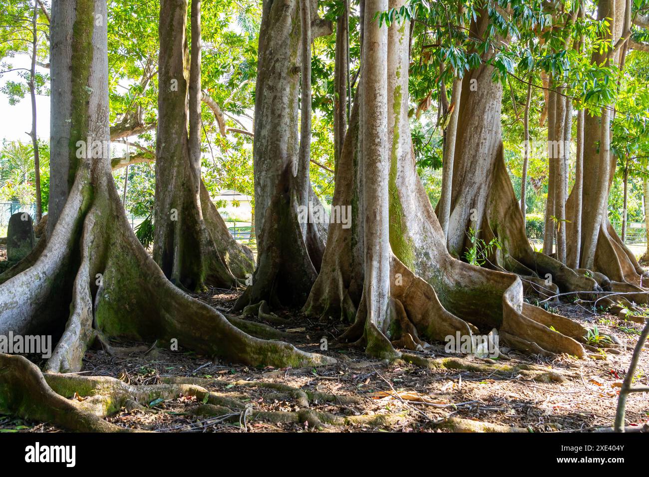 Les racines du contrefort et le fond du tronc de l'arbre de Moreton Bay Fig Tree. Kauai, Hawaï, États-Unis. Banque D'Images