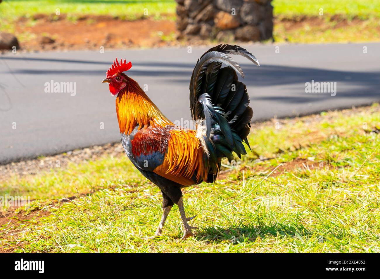 Un beau coq sauvage marchant dans un parc à Kauai, Hawaï, États-Unis. Banque D'Images