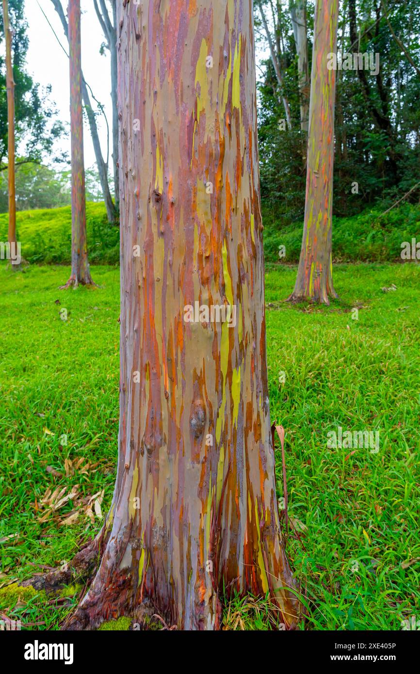 Arbre d'eucalyptus arc-en-ciel à Keahua Arboretum près de Kapa'a, Kauai, Hawaii. Banque D'Images