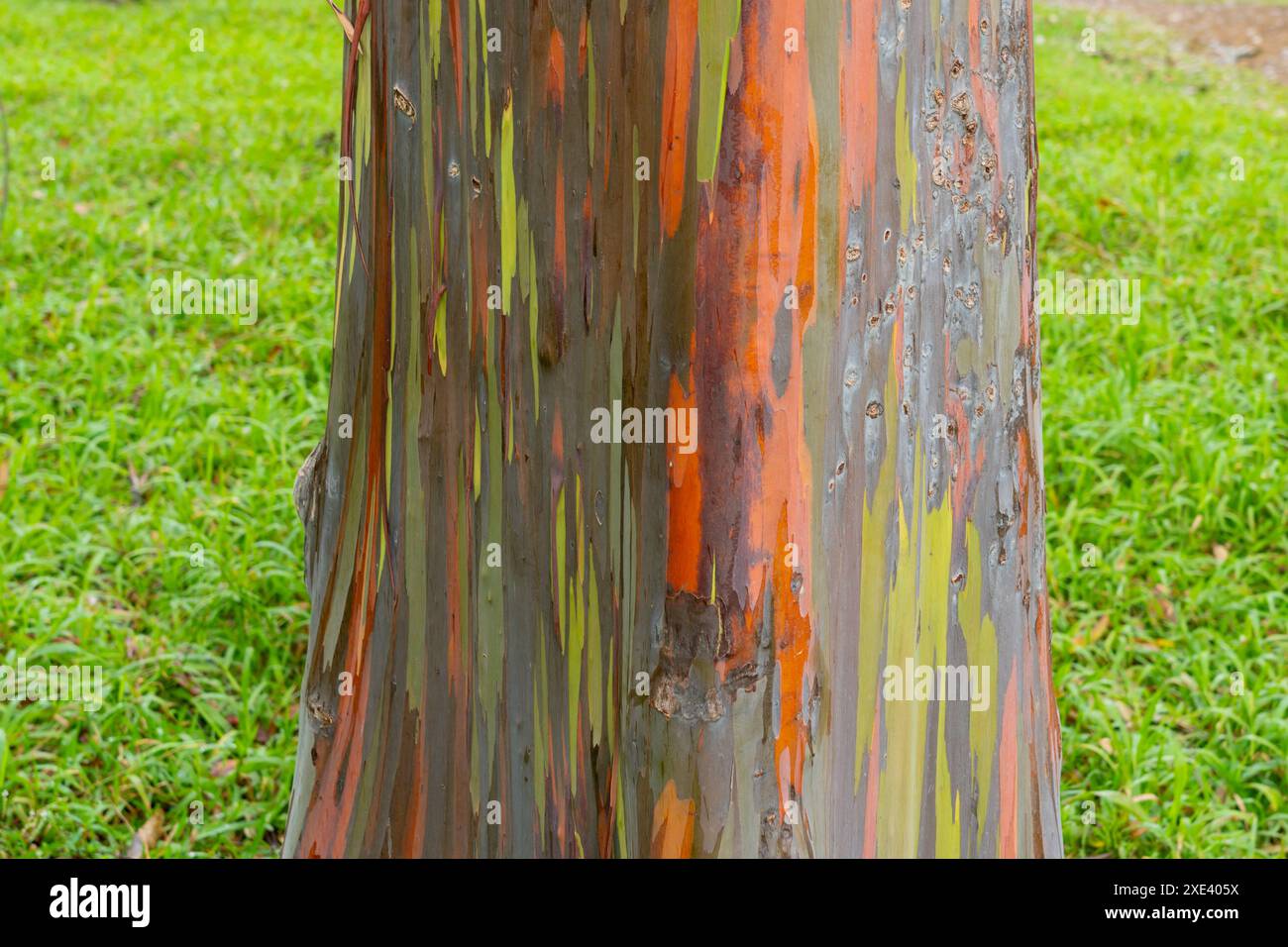 Arbre d'eucalyptus arc-en-ciel à Keahua Arboretum près de Kapa'a, Kauai, Hawaii. Banque D'Images