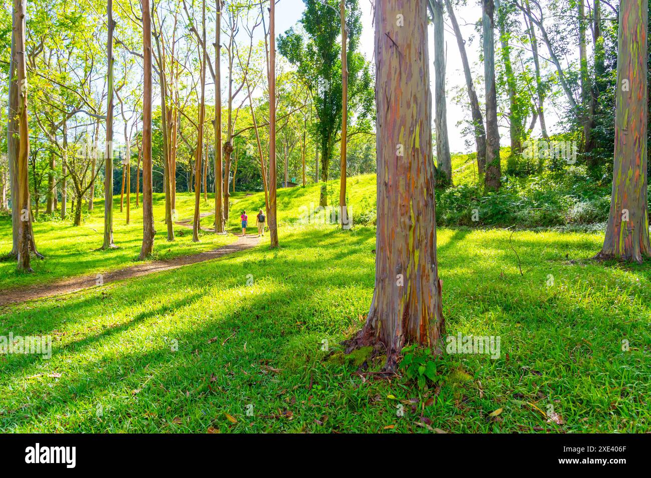 Arbre d'eucalyptus arc-en-ciel à Keahua Arboretum près de Kapa'a, Kauai, Hawaii. Banque D'Images
