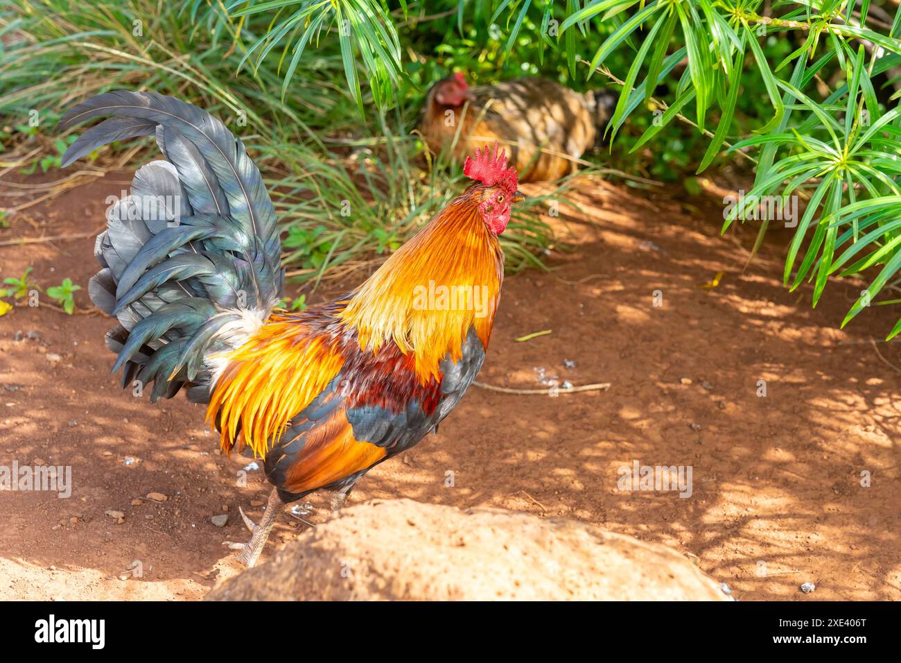 Un beau coq sauvage et une poule dans un parc à Kauai, Hawaii, USA. Un beau coq sauvage et une poule dans un parc à Kauai, Hawaii, USA. Banque D'Images