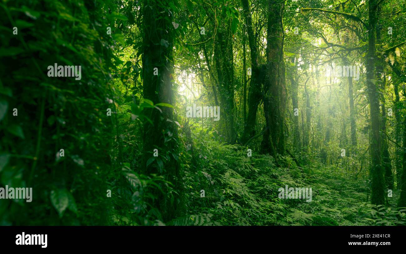 Forêt verte d'arbres avec la lumière du soleil à travers les feuilles vertes. Capture du carbone naturel et concept de crédit carbone. Gestion durable des forêts. Les arbres absorbent Banque D'Images