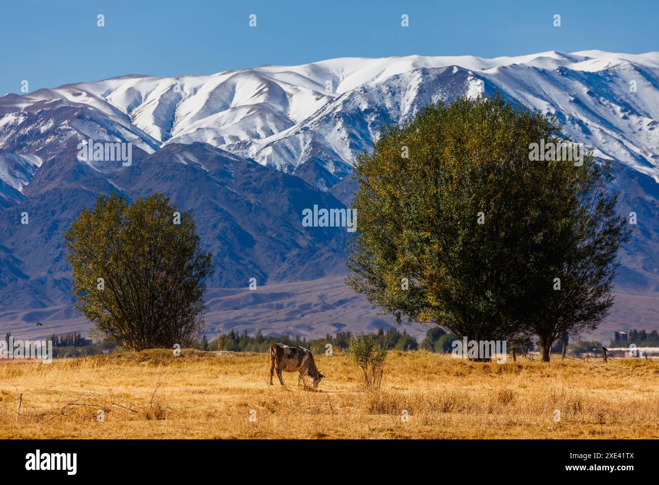 Vache laitière pâturant devant les montagnes ensoleillées après-midi d'automne Banque D'Images