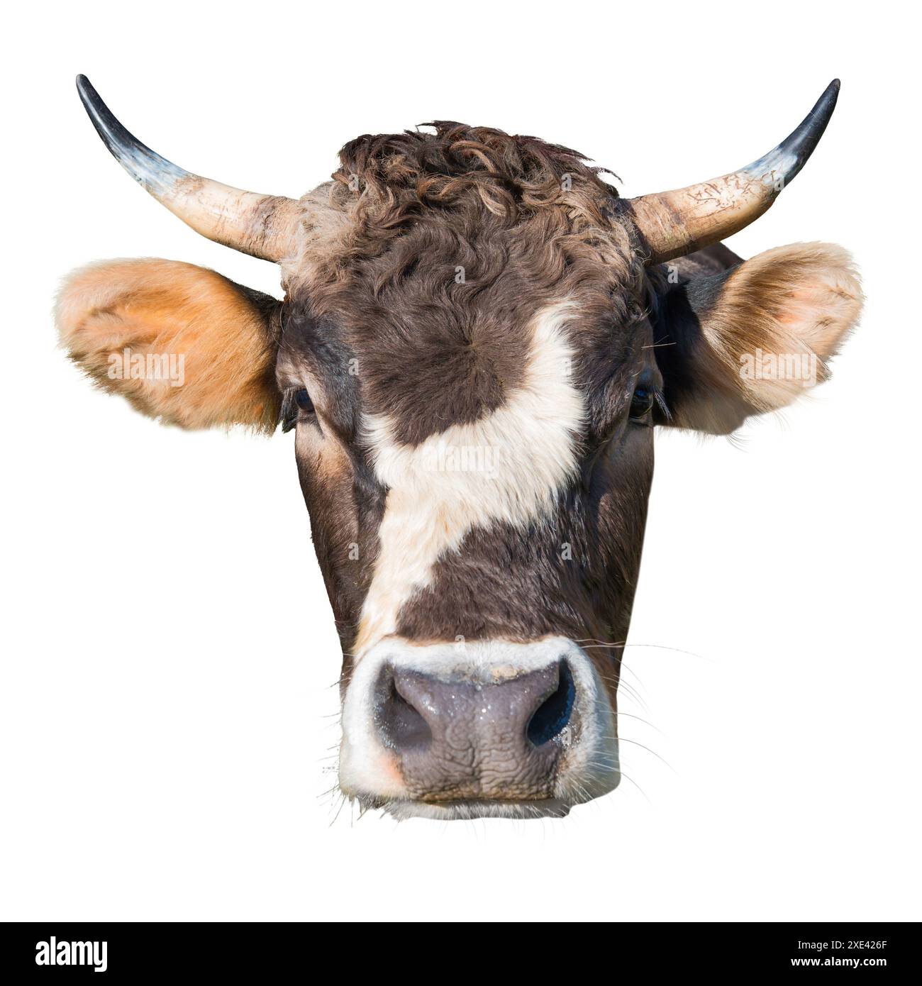 Tête de vache, visage de vache drôle Banque D'Images