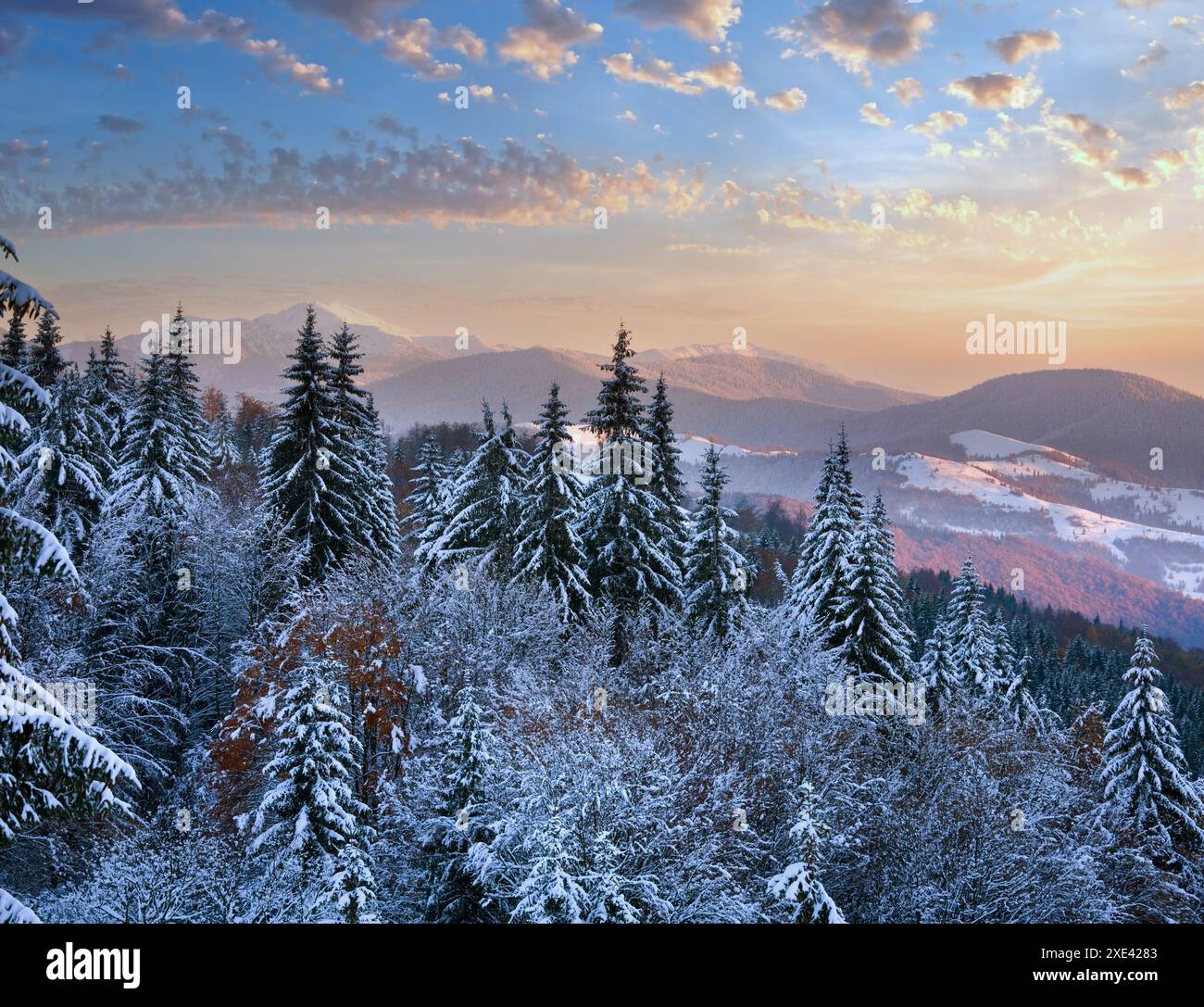 Paysage de montagne de coucher de soleil d'hiver avec rime et épinettes couvertes de neige (Carpates, Ukraine) Banque D'Images