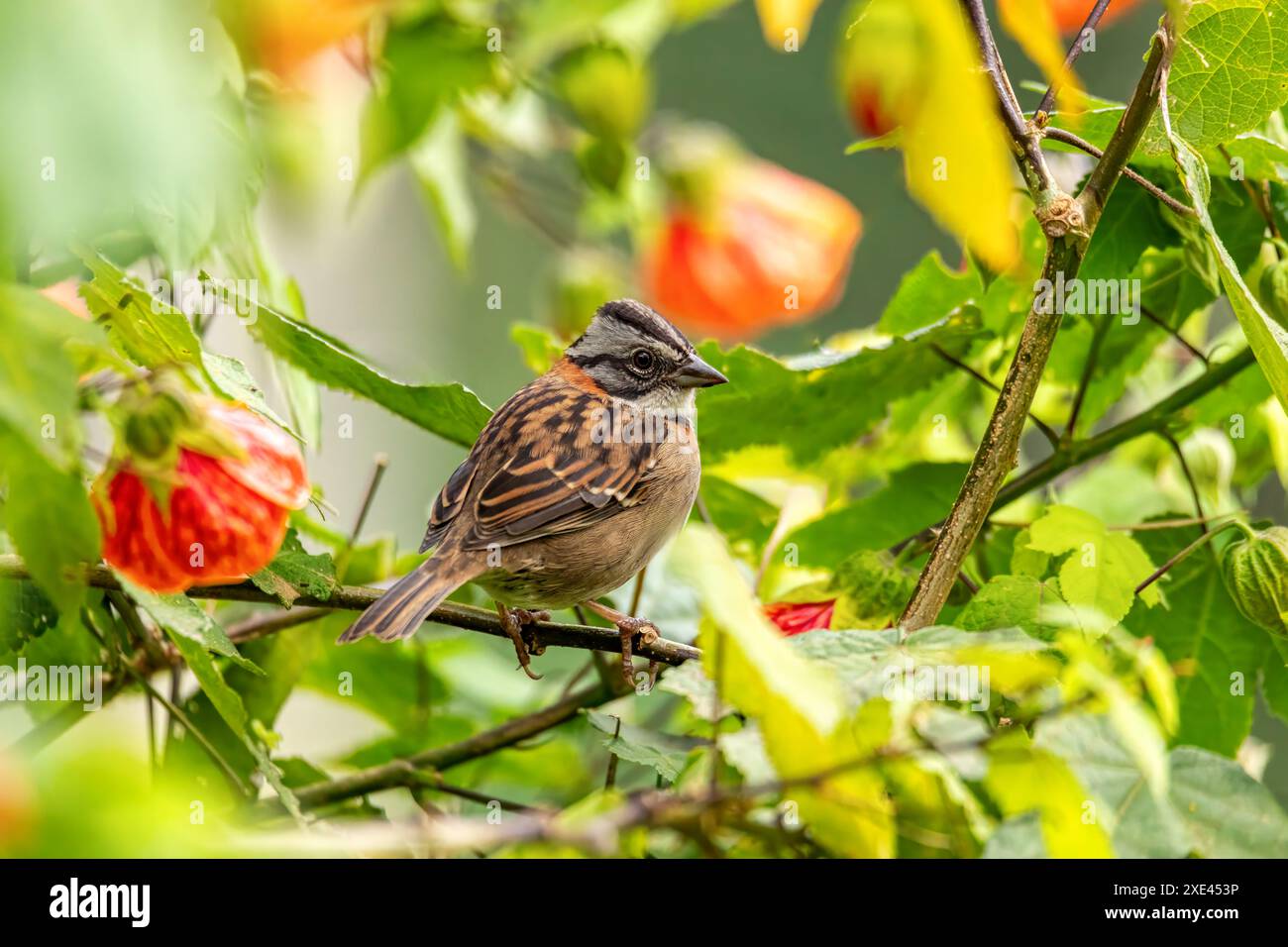 Moineau à col roux ou moineau andin (Zonotrichia capensis), Valle Del Cocora, département de Quindio. Faune Colombie Banque D'Images