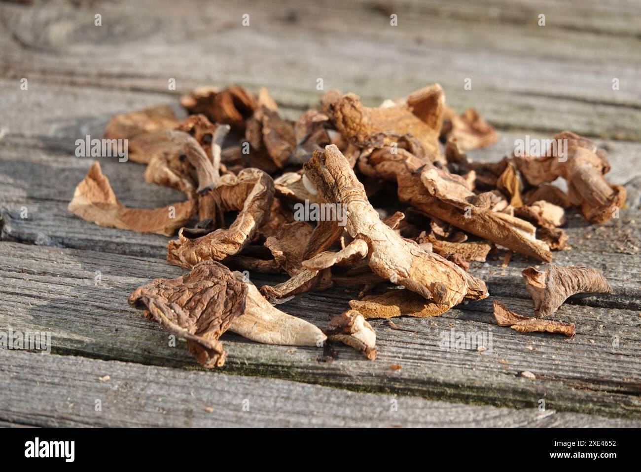 Boletus edulis, porcino, séché Banque D'Images