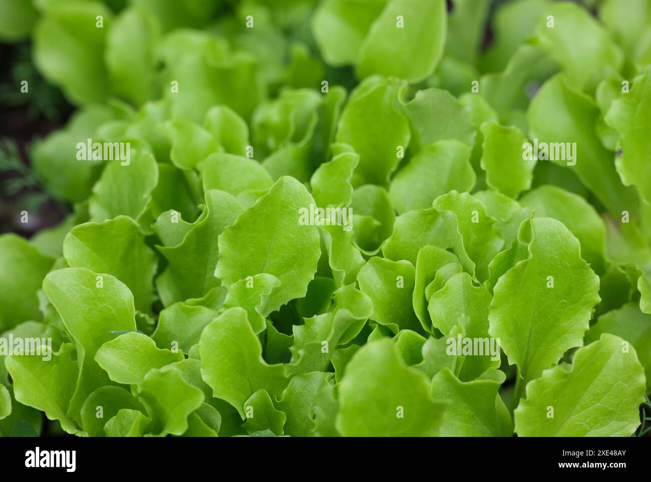 Feuilles de laitue verte poussant sur le lit de jardin Banque D'Images