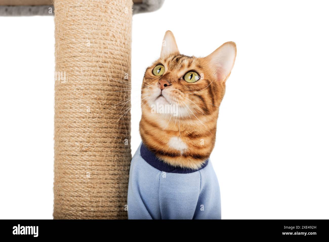 Chat domestique dans des vêtements près de l'arbre à chat. Banque D'Images