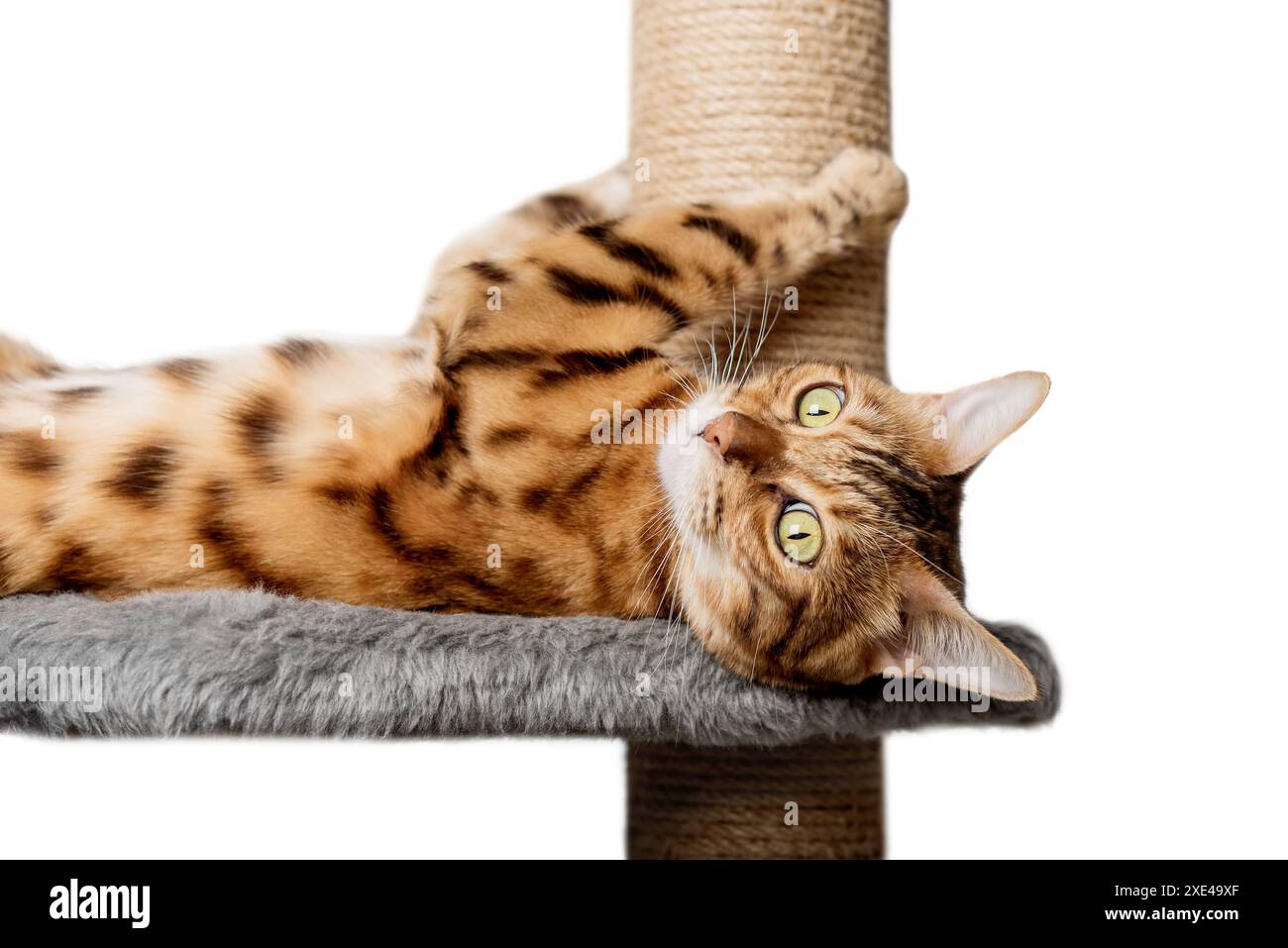 Chat Bengale sur un poteau à gratter sur un fond blanc. Banque D'Images