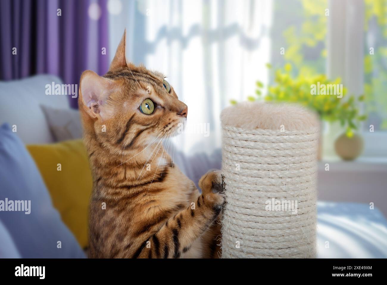 Un chat Bengale repose sur un grattoir dans le salon. Banque D'Images