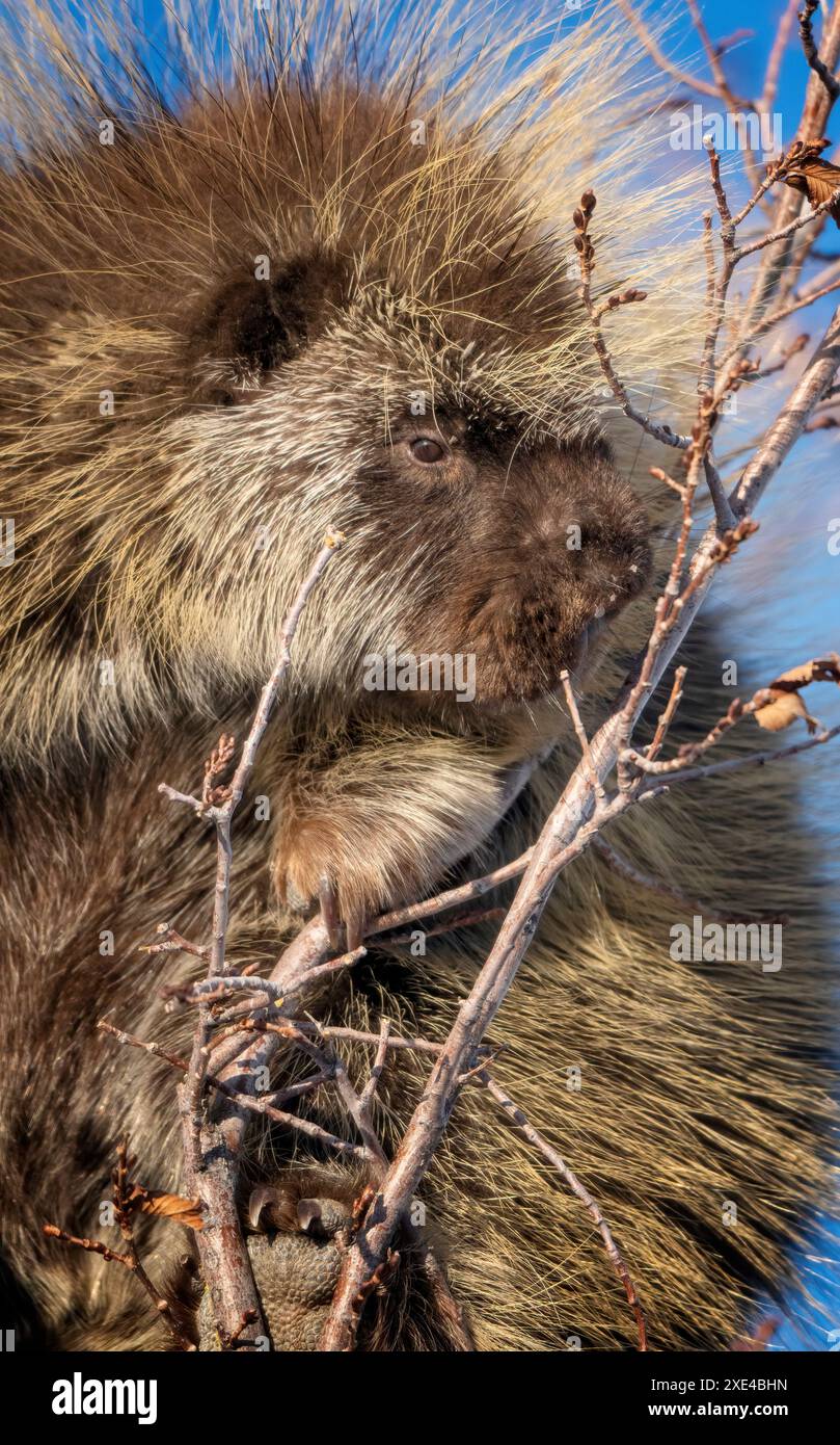 Porcupine gros plan Banque D'Images