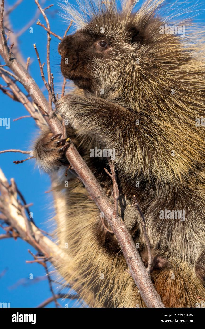 Porcupine gros plan Banque D'Images