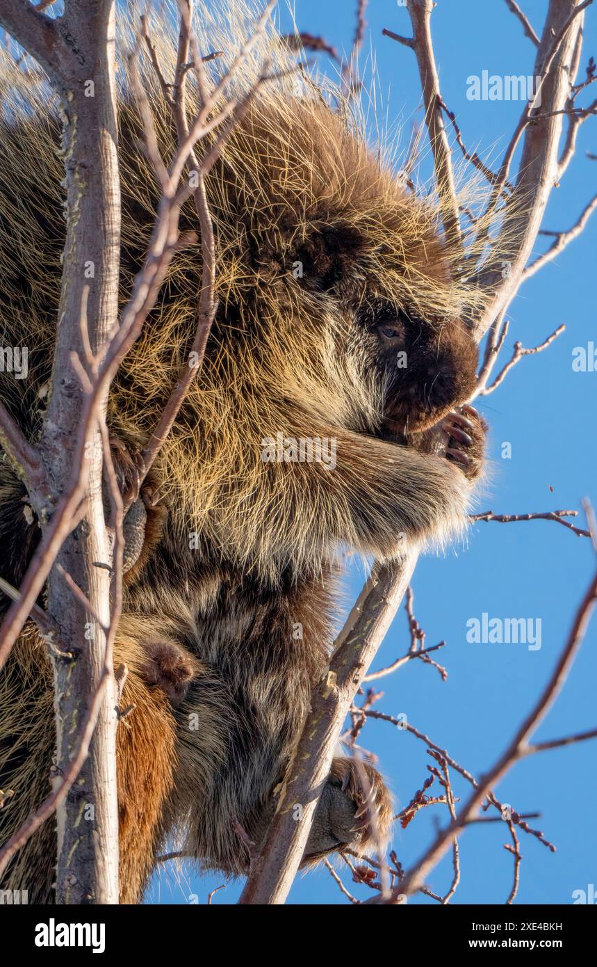 Porcupine gros plan Banque D'Images