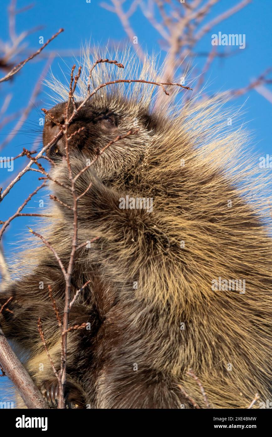 Porcupine gros plan Banque D'Images