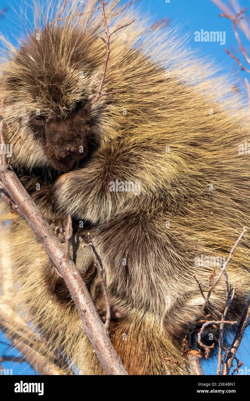 Porcupine gros plan Banque D'Images