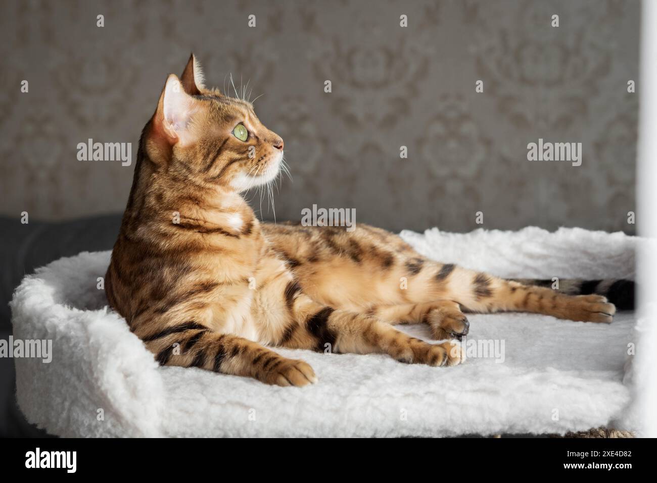 Chat Bengale allongé sur le dessus de la grattoir Banque D'Images