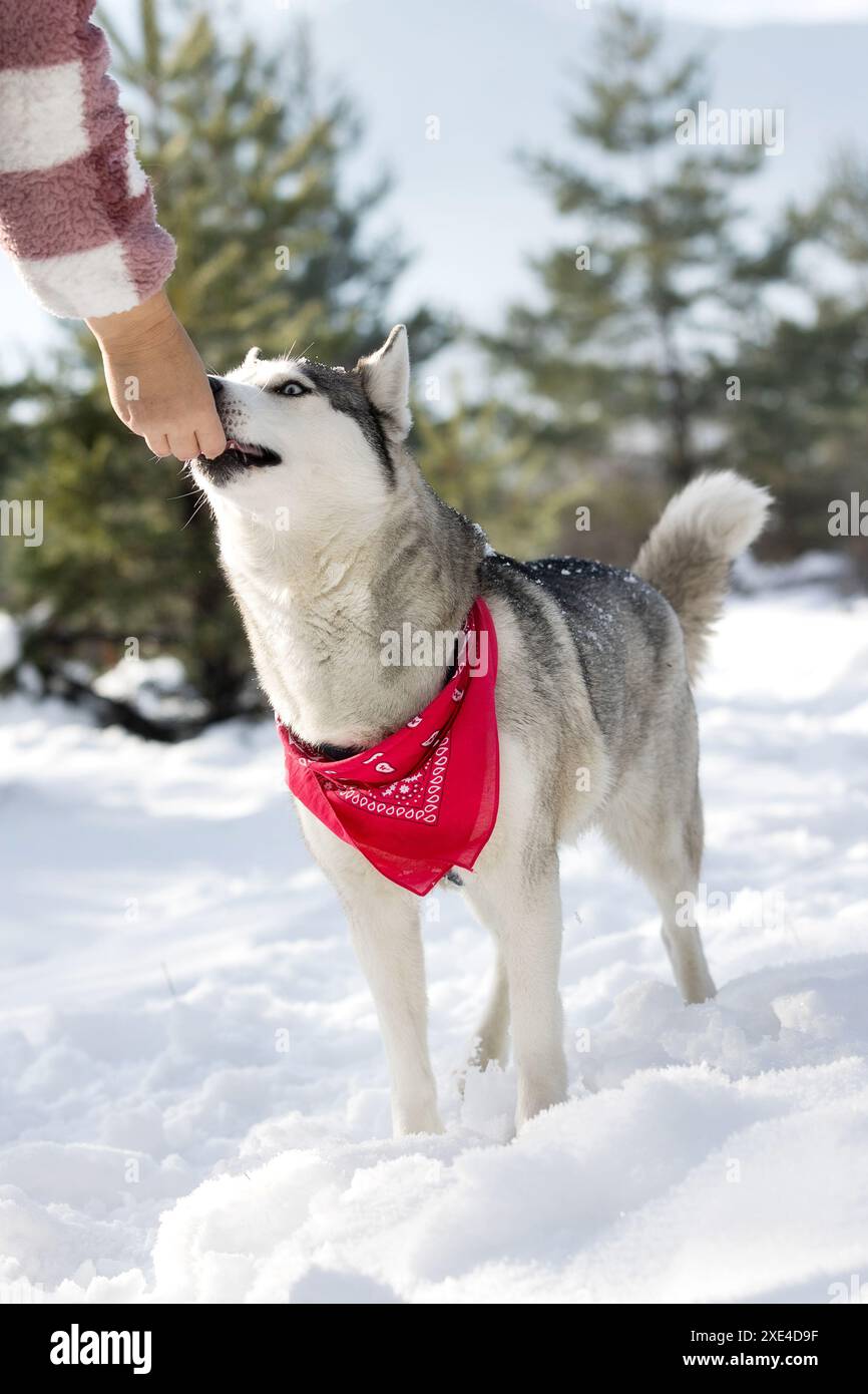 Le Husky sibérien prend soin de la main du propriétaire Banque D'Images