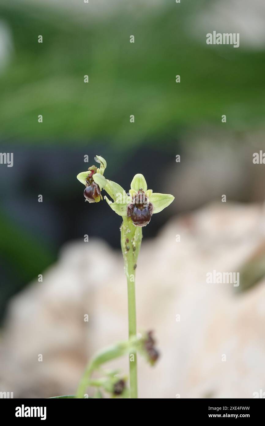 Ophrys bombyliflora, Drohnen-Ragwurz, Bumblebee orchis Banque D'Images