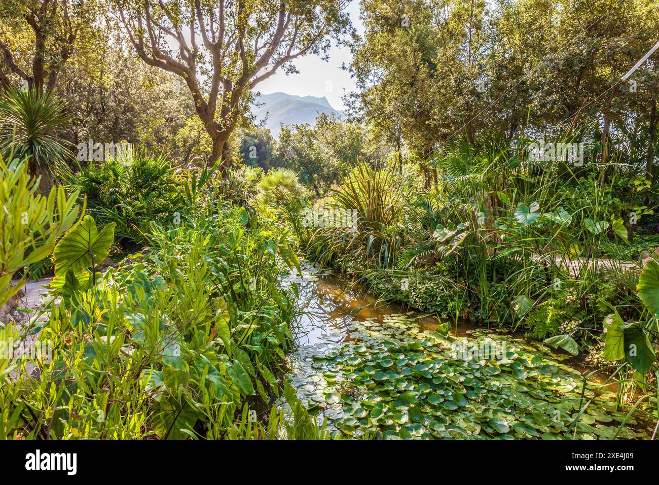 Géographie / voyage, Italie, Campanie, étang dans le jardin de la Mortella à Forio, Ischia, ADDITIONAL-RIGHTS-CLEARANCE-INFO-NOT-AVAILABLE Banque D'Images