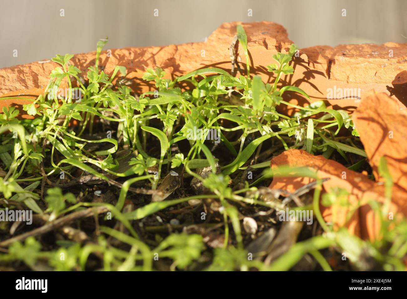 Anthriscus cerefolium, Echter Kerbel, cerfeuil de jardin, Saemlinge im Winter, graines en hiver Banque D'Images