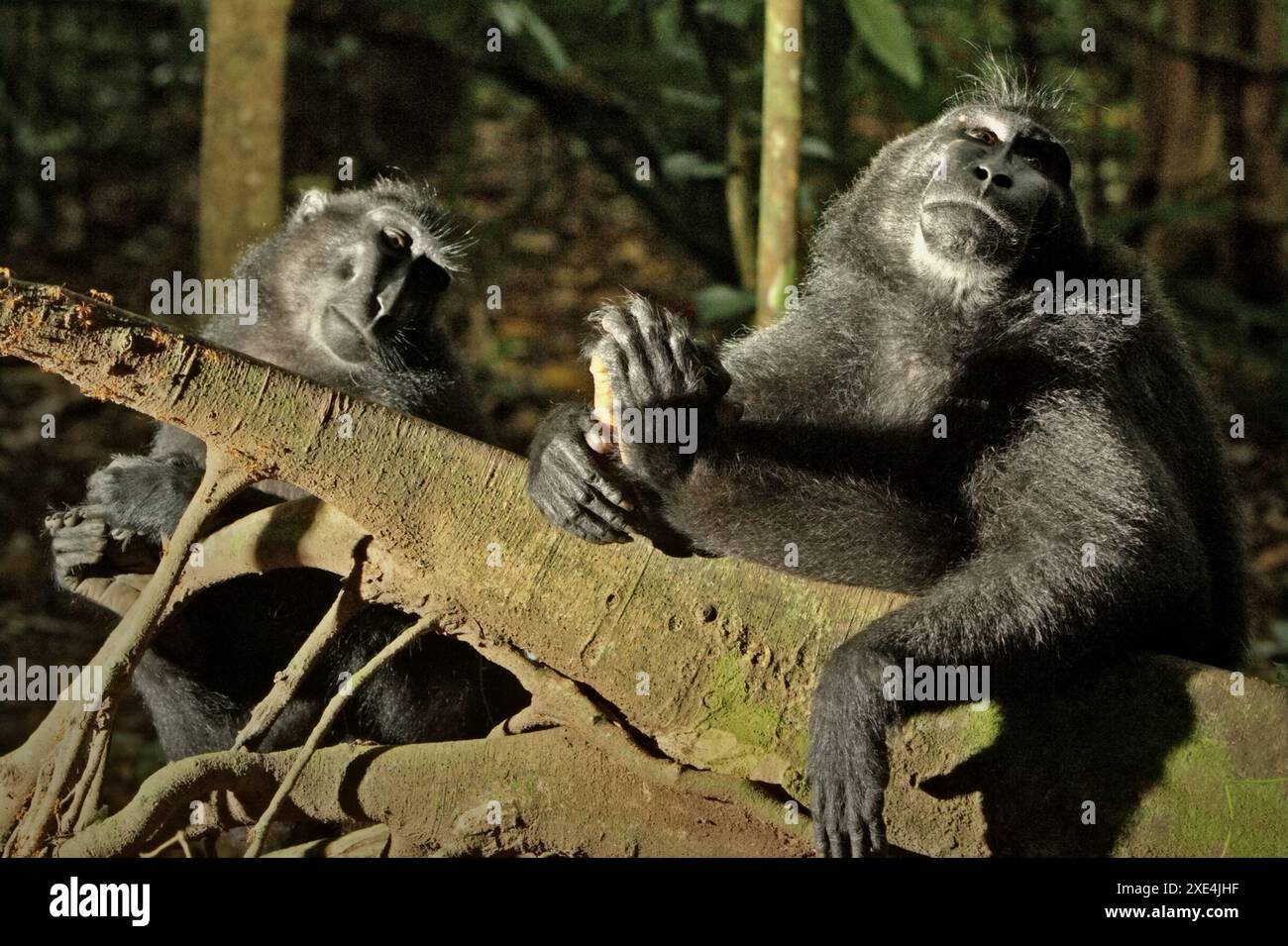 Macaques à crête noire (Macaca nigra) dans la forêt de Tangkoko, Sulawesi du Nord, Indonésie. Banque D'Images