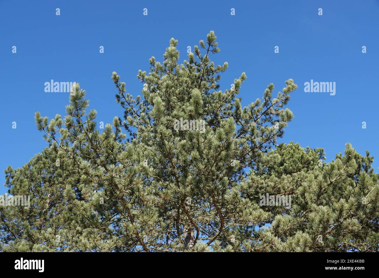 Pinus nigra, Schwarzkiefer, pin noir Banque D'Images