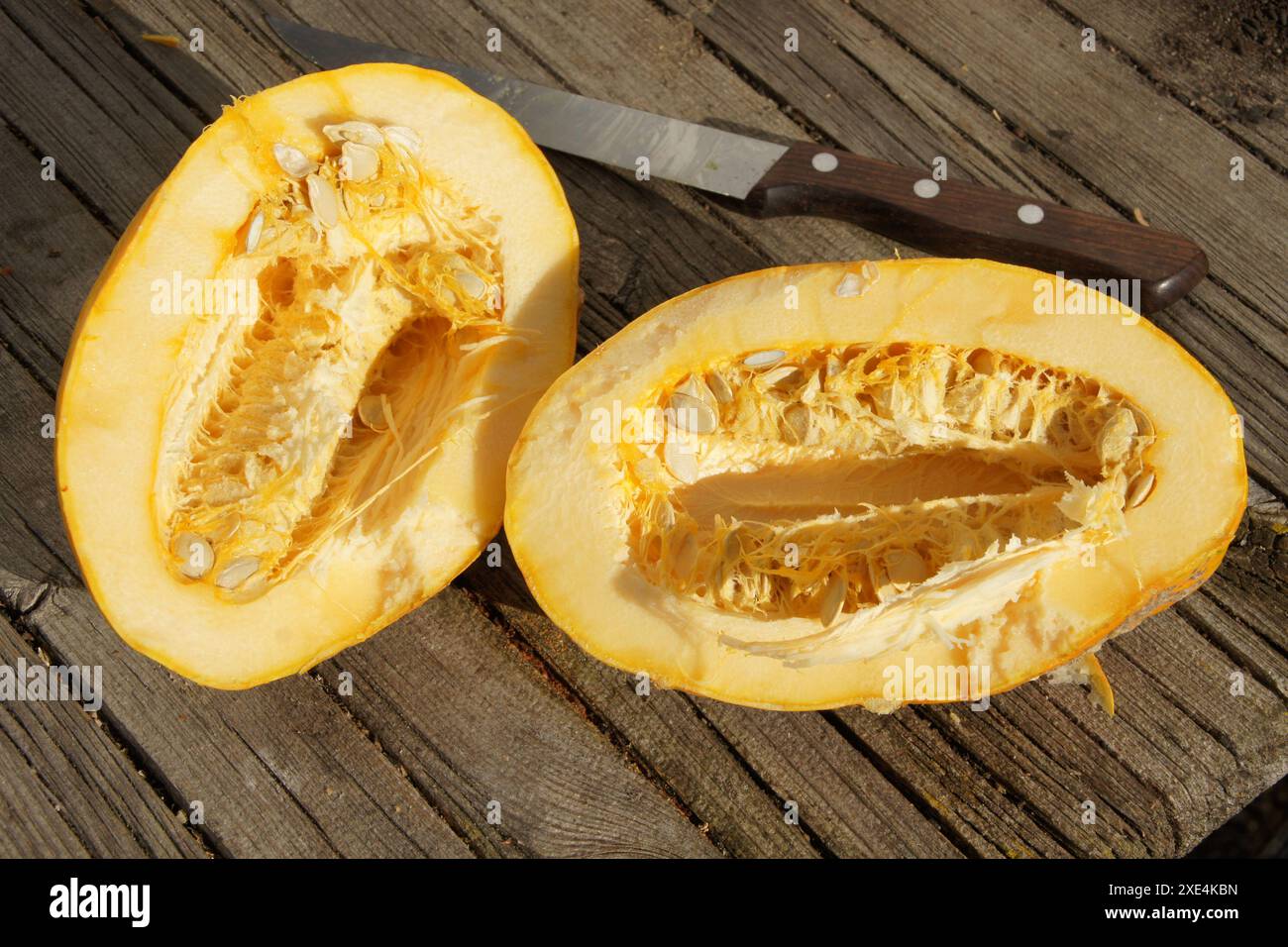 Cucurbita, Kuerbis, citrouille Banque D'Images