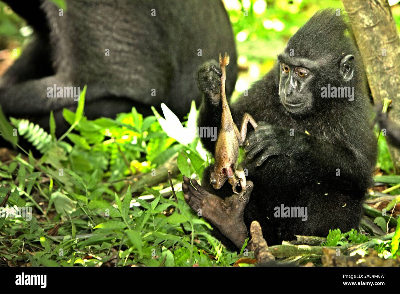 Individu juvénile de macaque à crête noire Sulawesi (Macaca nigra) tenant une grenouille, l'un de ses régimes alimentaires selon les primatologues. Banque D'Images