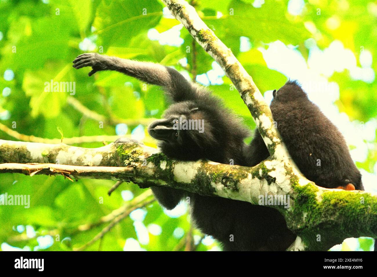 Un macaque à crête (Macaca nigra) s'étend sur des branches d'arbres dans la réserve naturelle de Tangkoko, Sulawesi du Nord, Indonésie. Banque D'Images