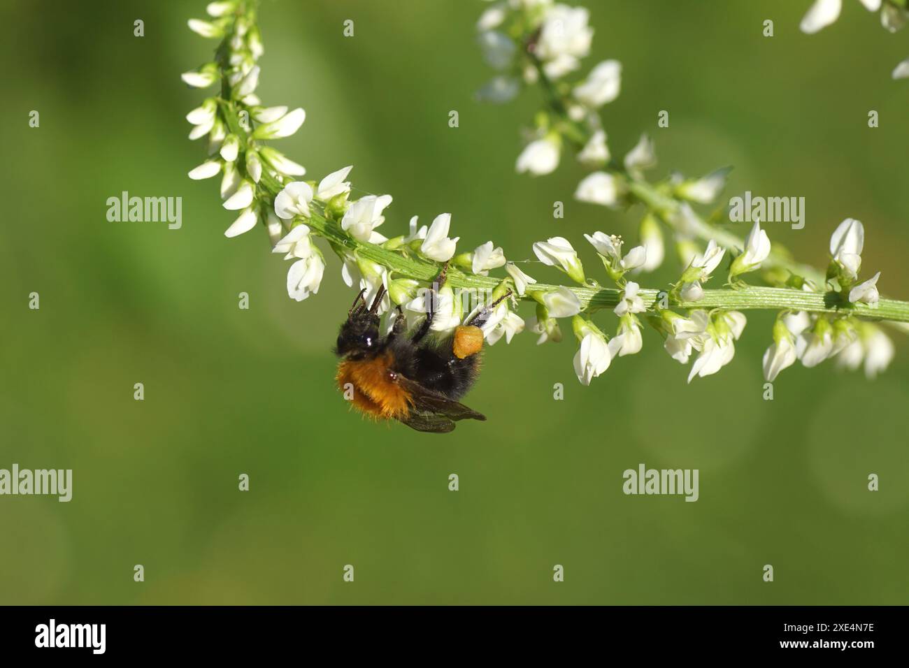Gros plan abeille cardée commune (Bombus pascuorum), famille Apidae sur fleurs blanches de Melilotus albus, trèfle de miel, melilot blanc, trèfle blanc. Banque D'Images