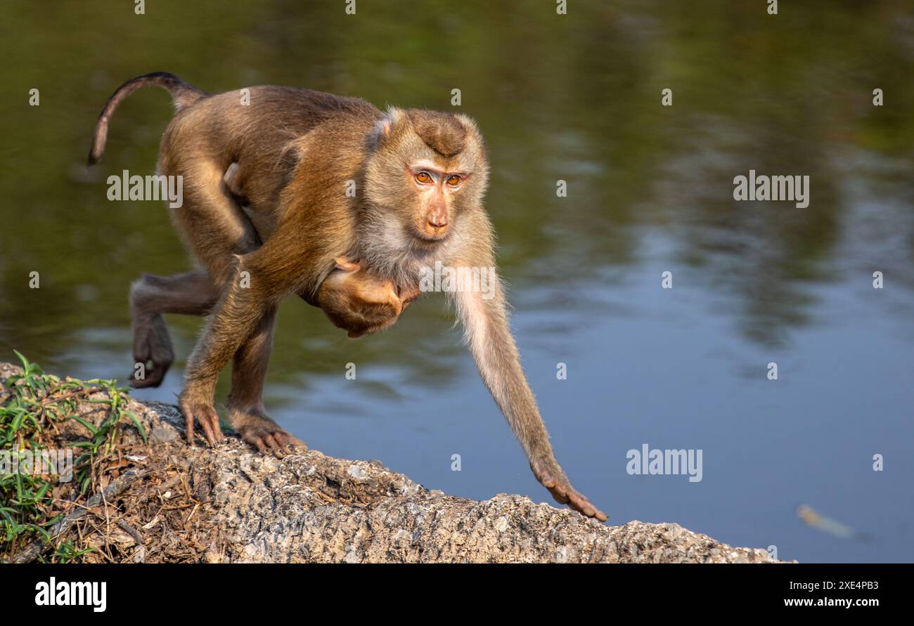 Macaque à longue queue, parc national de Khao Yai Banque D'Images