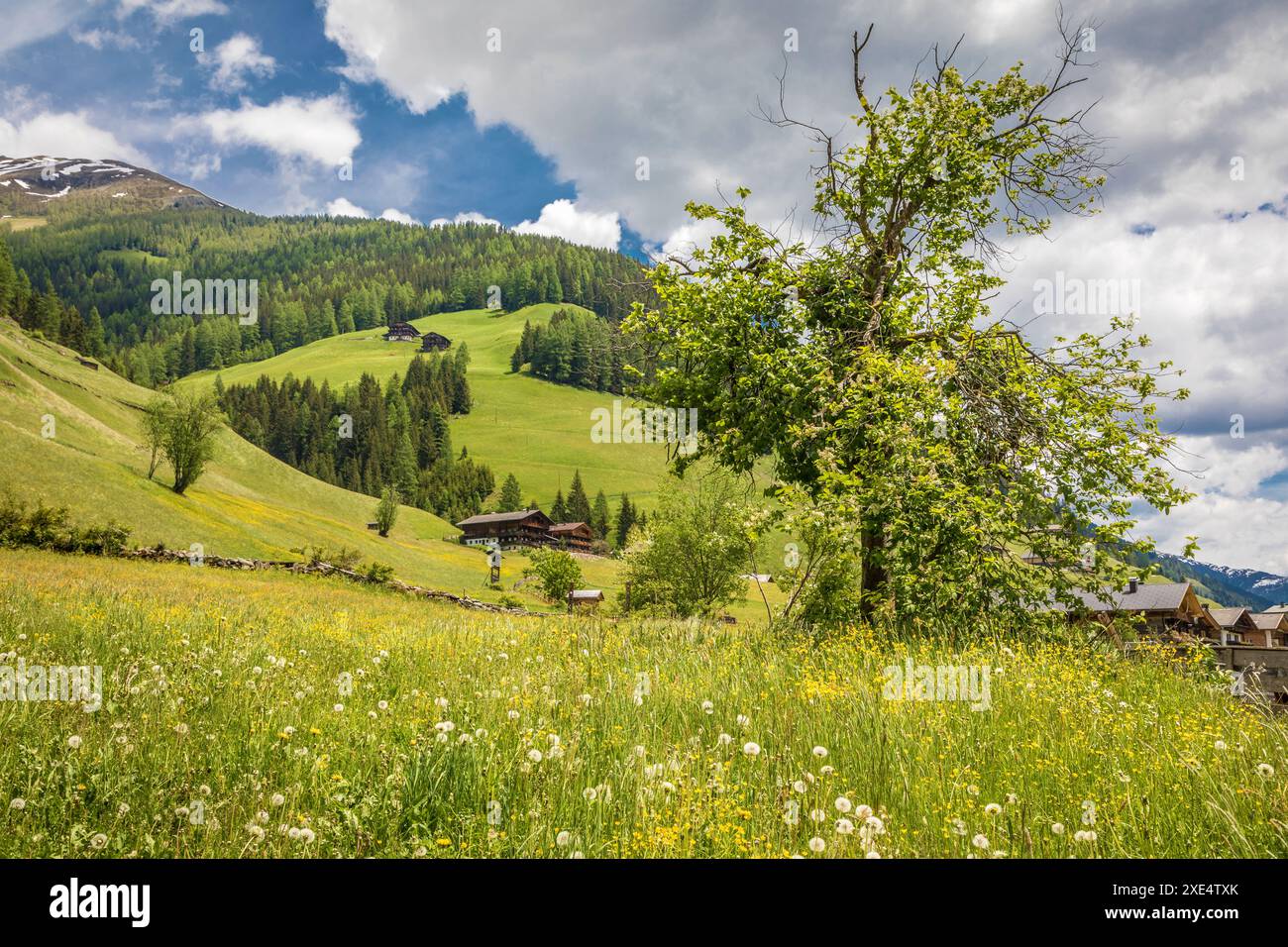 Géographie / voyage, Autriche, Prairie d'été à Innervillgraten à Villgratental, ADDITIONAL-RIGHTS-CLEARANCE-INFO-NOT-AVAILABLE Banque D'Images