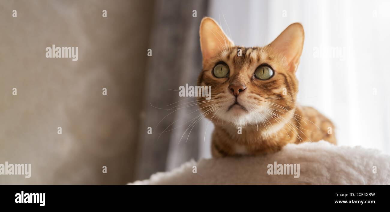 Chat Bengale allongé sur le dessus de la grattoir Banque D'Images